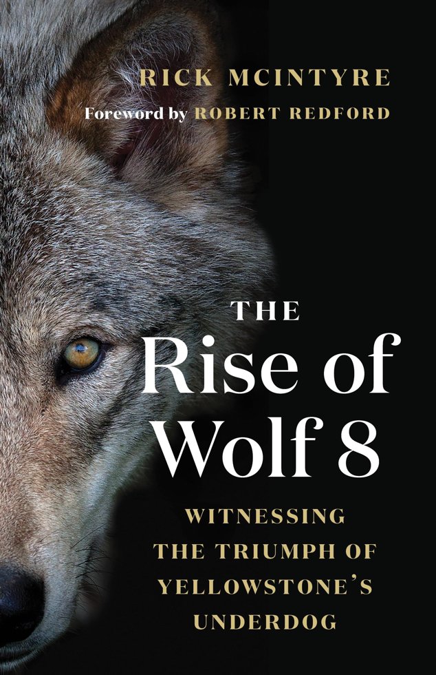 The Rise of Wolf 8: Witnessing the Triumph of Yellowstone's Underdog book cover