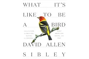 What It's Like to Be a Bird: From Flying to Nesting, Eating to Singing--What Birds Are Doing, and Why book cover
