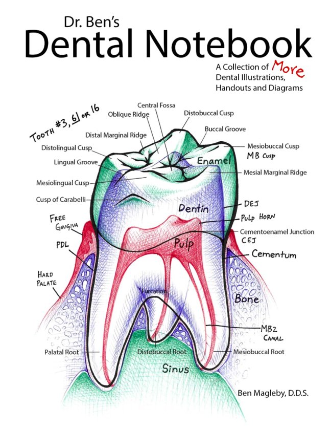 Dr. Ben's Dental Notebook: A Collection of Dental Illustrations, Handouts and Diagrams book cover
