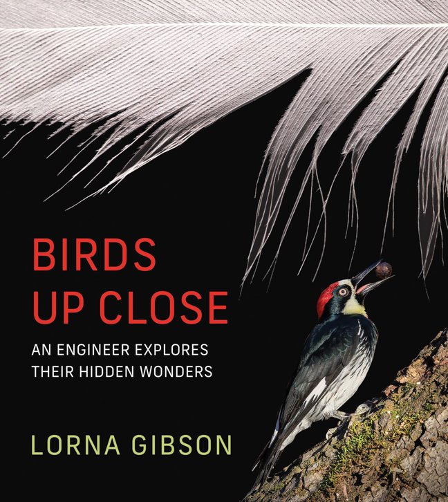 Birds Up Close: An Engineer Explores Their Hidden Wonders book cover