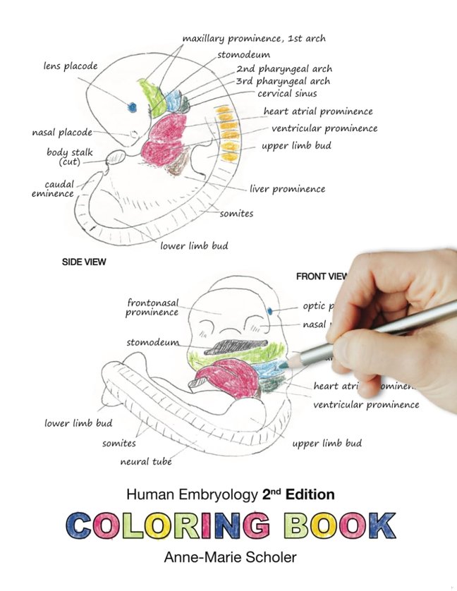 Human Embryology Coloring Book book cover