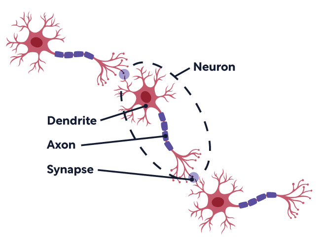 mindfornumbers_neuron_anatomy.png