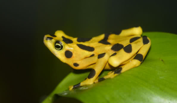 sixth-extinction-frog.jpg