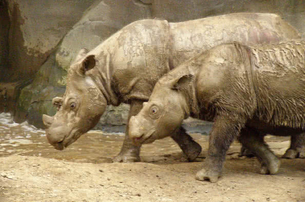 sixth-extinction-rhino.jpg