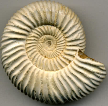 sixth-extinction-shell.jpg